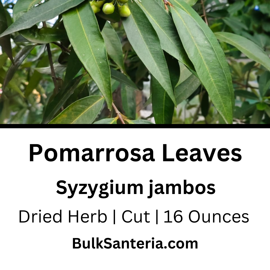 Pomarrosa Leaves