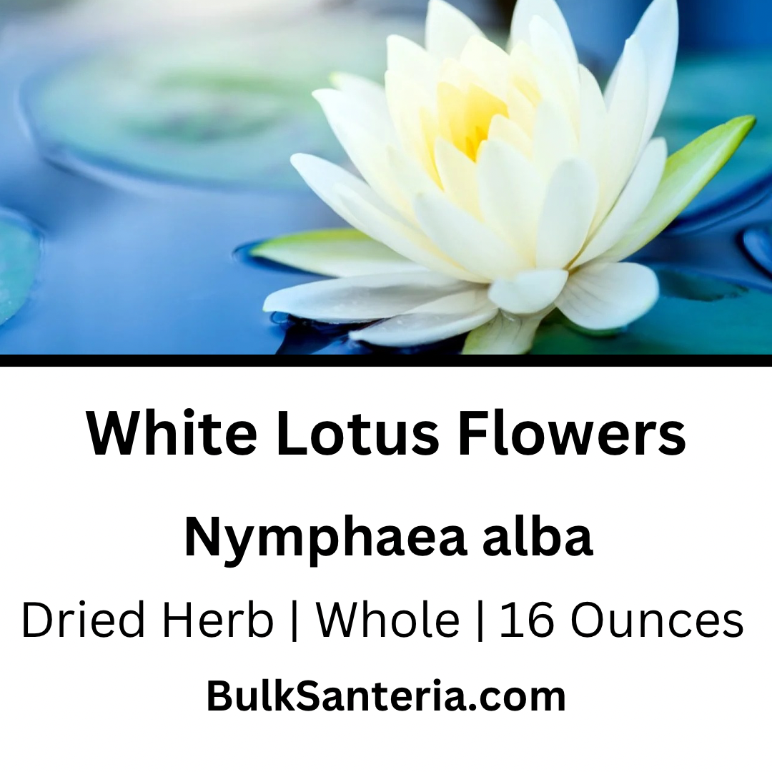 White Lotus Flowers