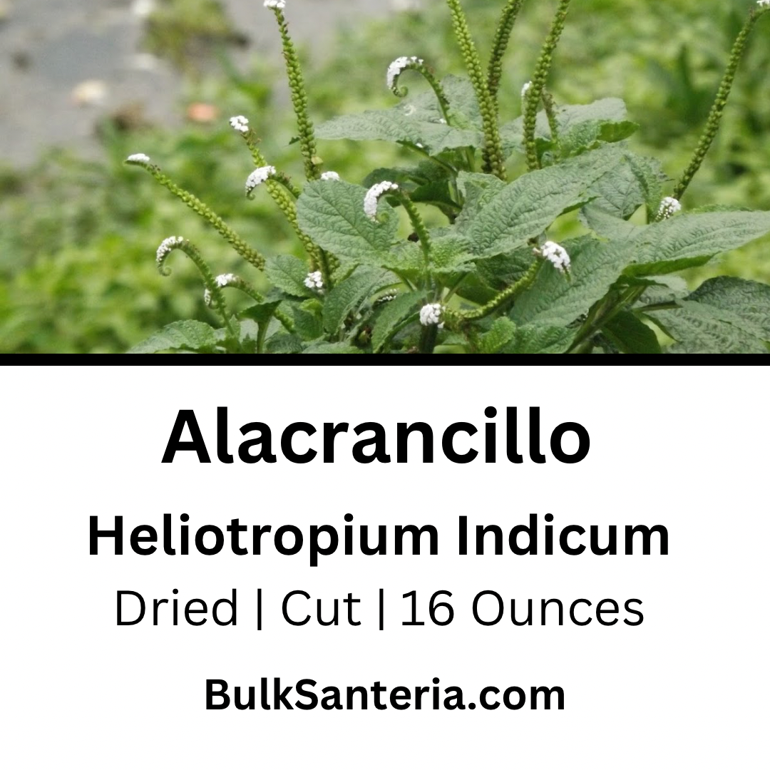Alacrancillo | Heliotropium Indicum