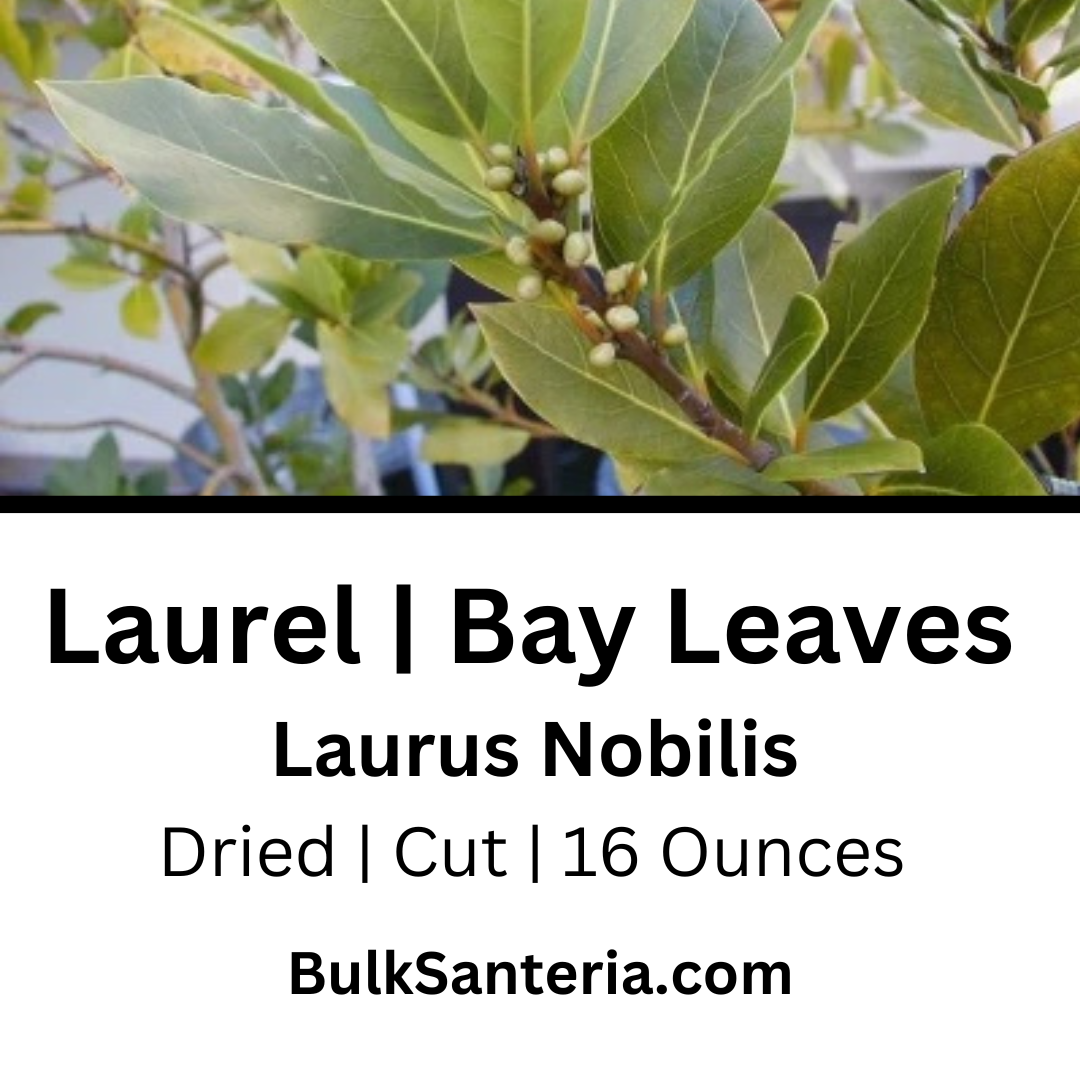 Laurel | Bay Leaves | Lauris Nobilis