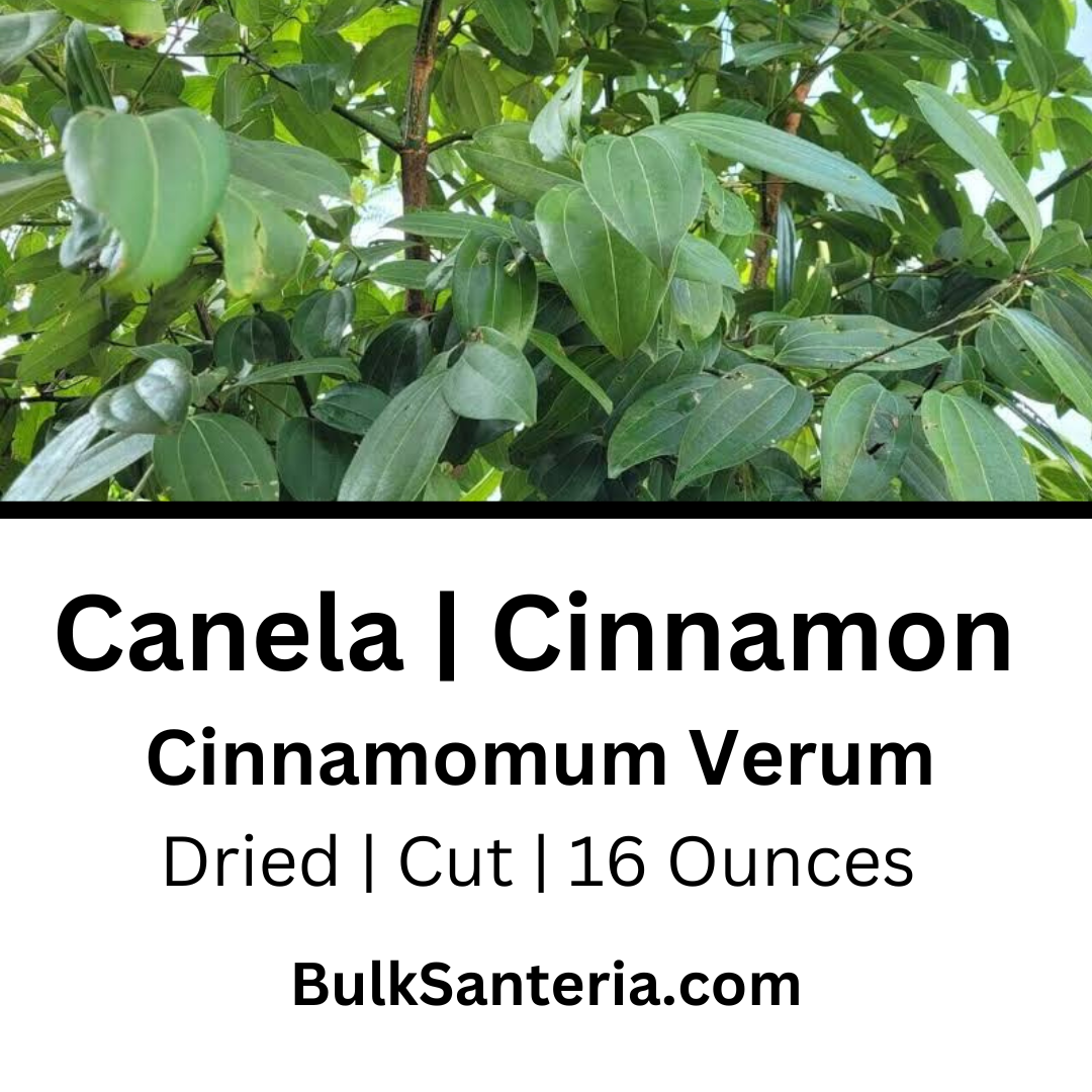 Canela | Cinnamon Leaves | Cinnamomum Verum
