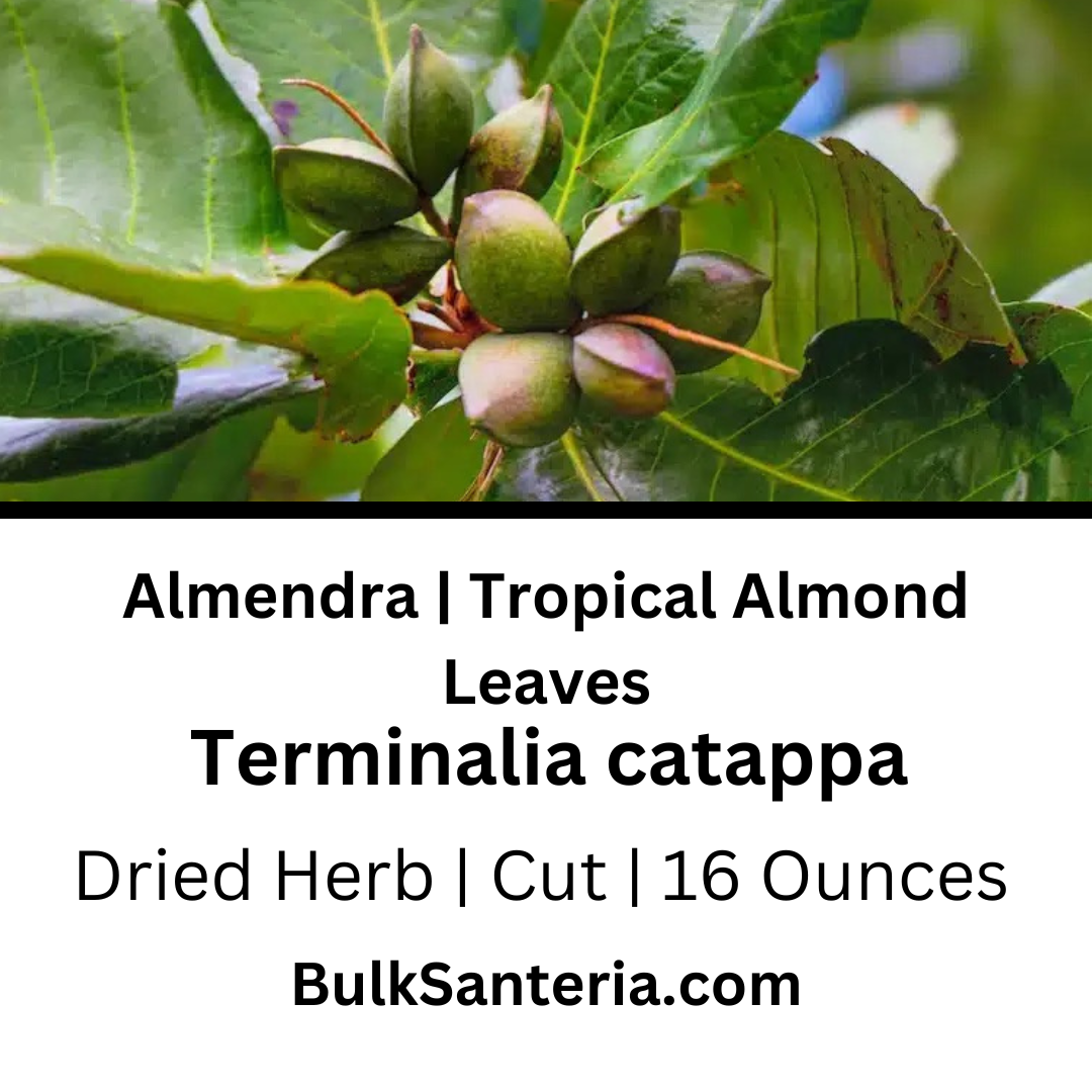 Almendra | Tropical Almond