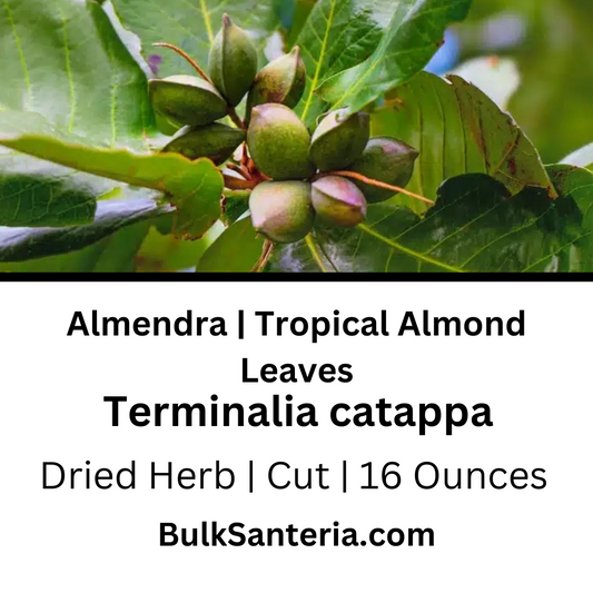 Almendra | Tropical Almond