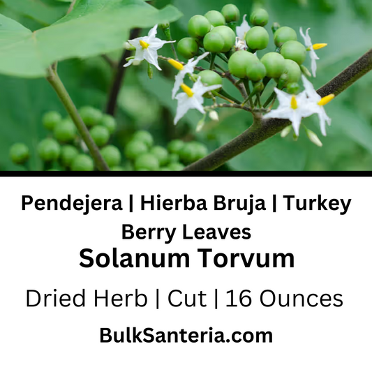 Pendejera | Hierba Bruja | Turkey Berry Leaves