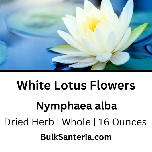 White Lotus Flowers
