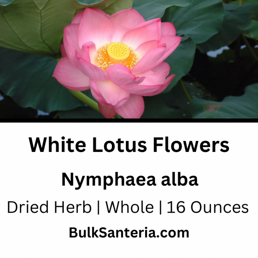 Sacred Lotus Flowers