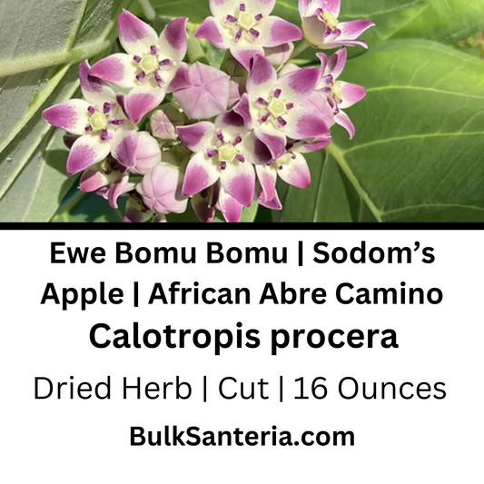 Ewe Bomu Bomu | Sodom’s Apple | African Abre Camino