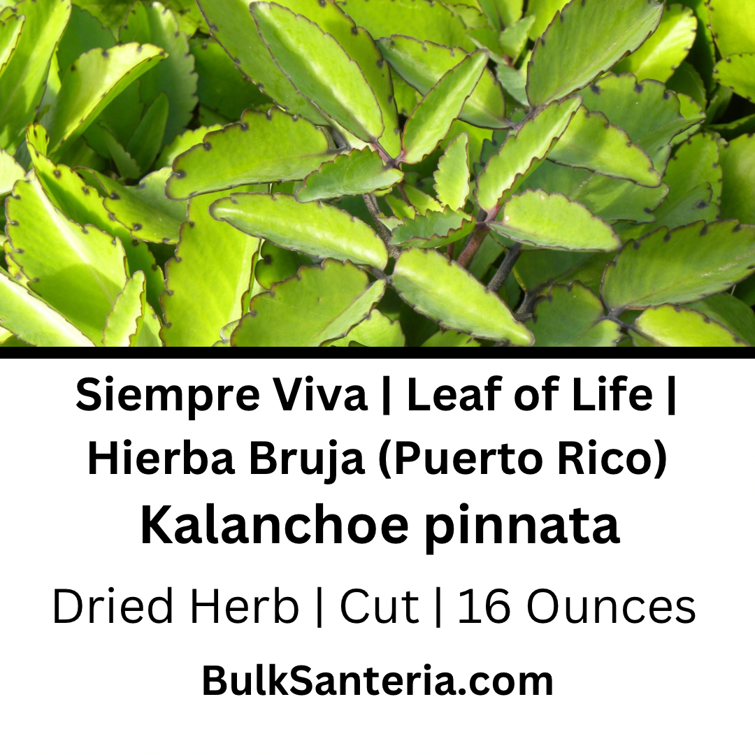 Siempre Viva | Leaf of Life | Hierba Bruja (Puerto Rico)