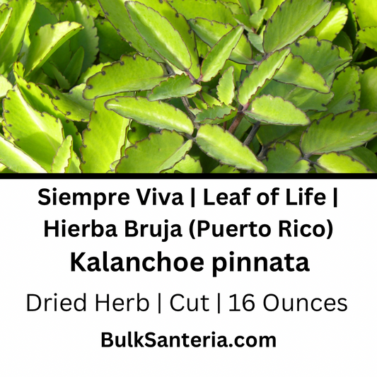 Siempre Viva | Leaf of Life | Hierba Bruja (Puerto Rico)