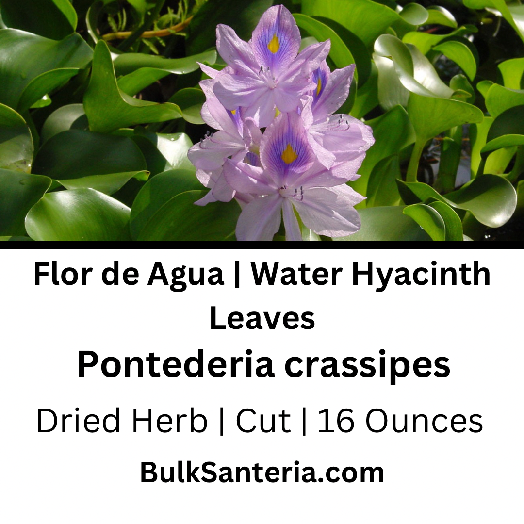 Flor de Agua | Water Hyacinth Leaves