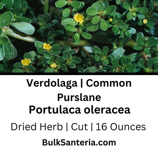 Verdolaga | Common Purslane
