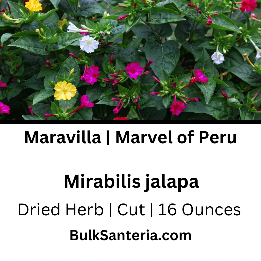 Maravilla | Marvel of Peru Leaves