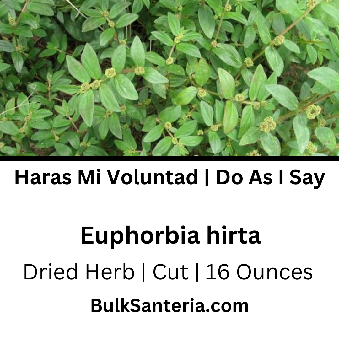Haras Mi Voluntad | Do As I Say | Ewe Emile
