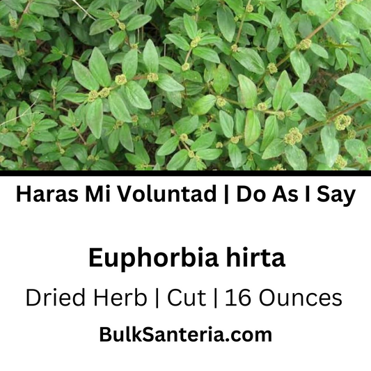 Haras Mi Voluntad | Do As I Say | Ewe Emile