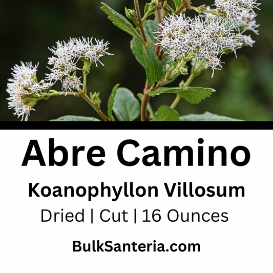 Abre Camino | Koanophyllon Villosum