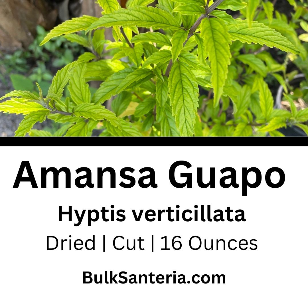 Amansa Guapo | Hyptis Verticillata