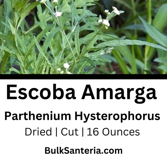 Escoba Amarga | Parthenium Hysterophorus