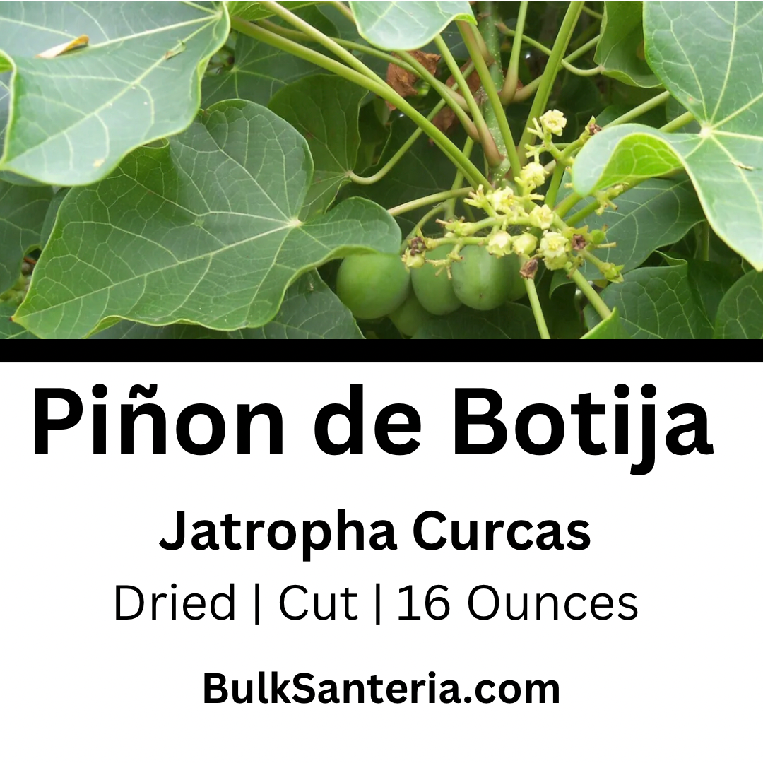 Piñon de Botija | Jatropha Curcas