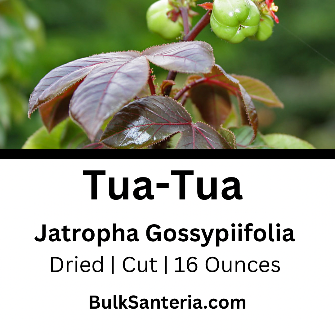 Tua-Tua | Jatropha Gossypiifolia