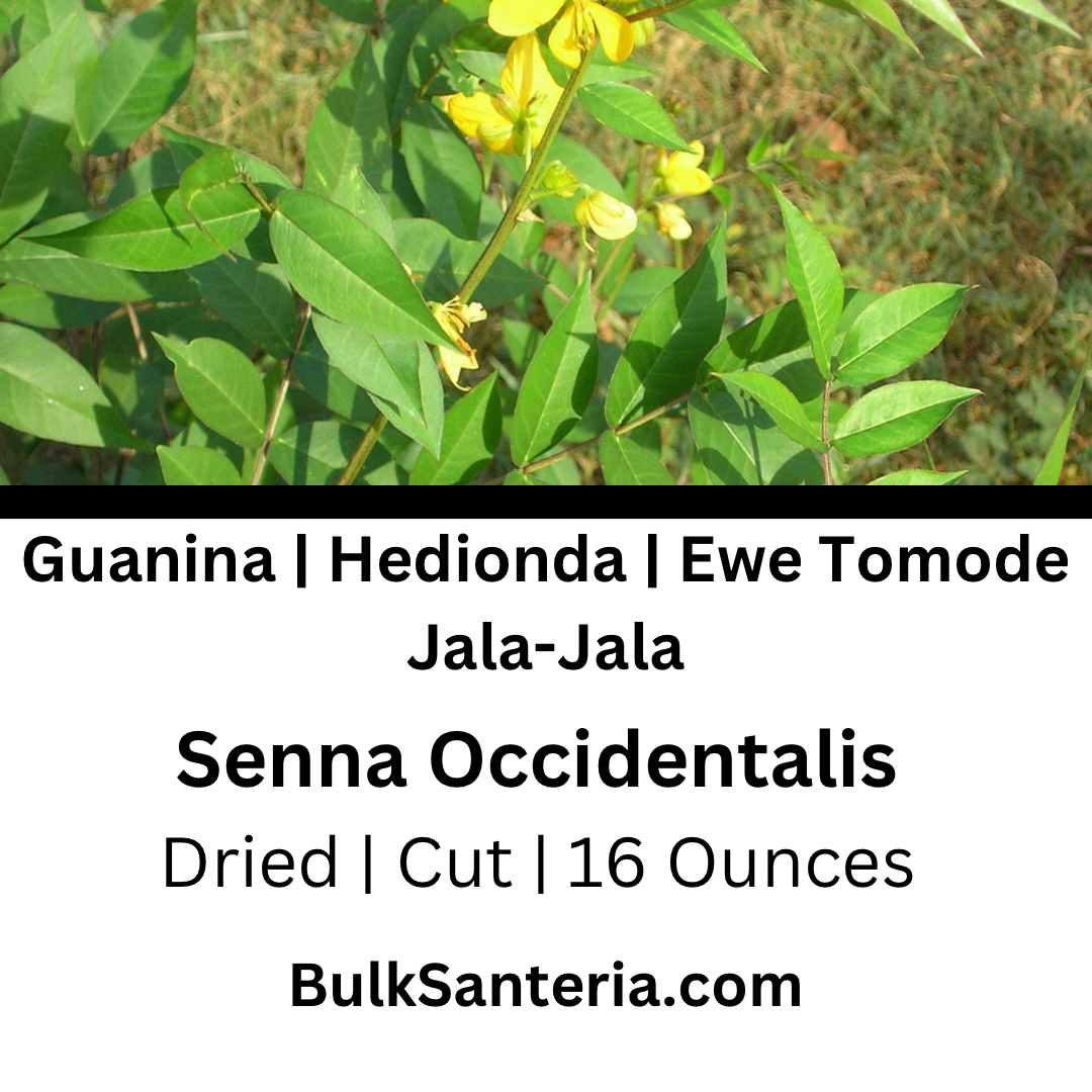 Guanina | Hedionda | Ewe Tomode | Jala-Jala | Senna Occidentalis