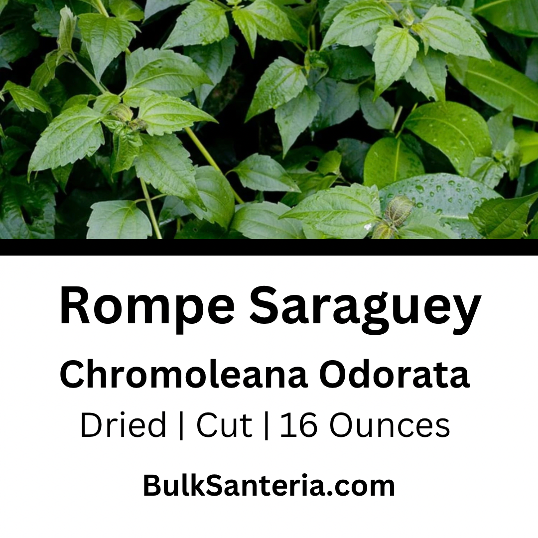 Rompe Saraguey | Chromoleana Odorata