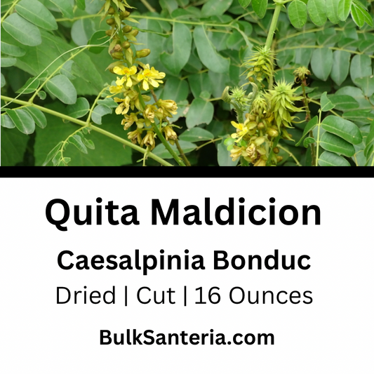 Quita Maldicion | Caesalpinia Bonduc