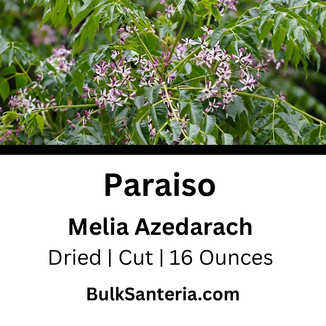 Paraiso | Melia Azedarach