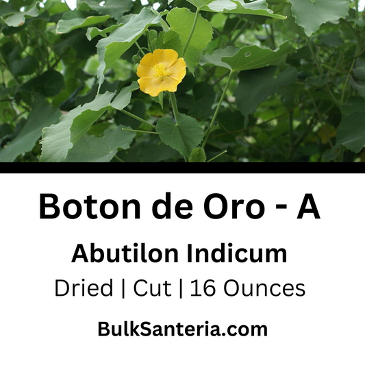 Boton de Oro | Option A | Abutilon Indicum