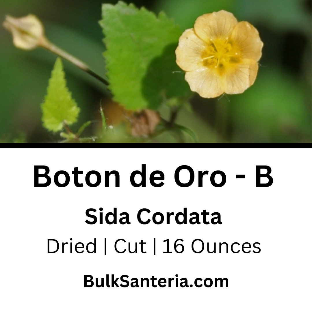 Boton de Oro | Option B | Sida Cordata