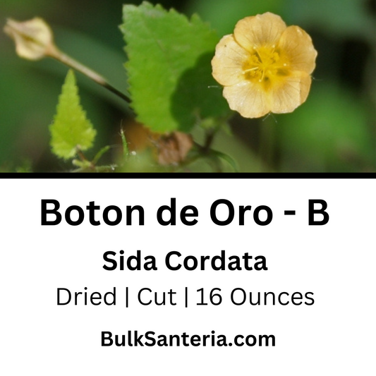 Boton de Oro | Option B | Sida Cordata