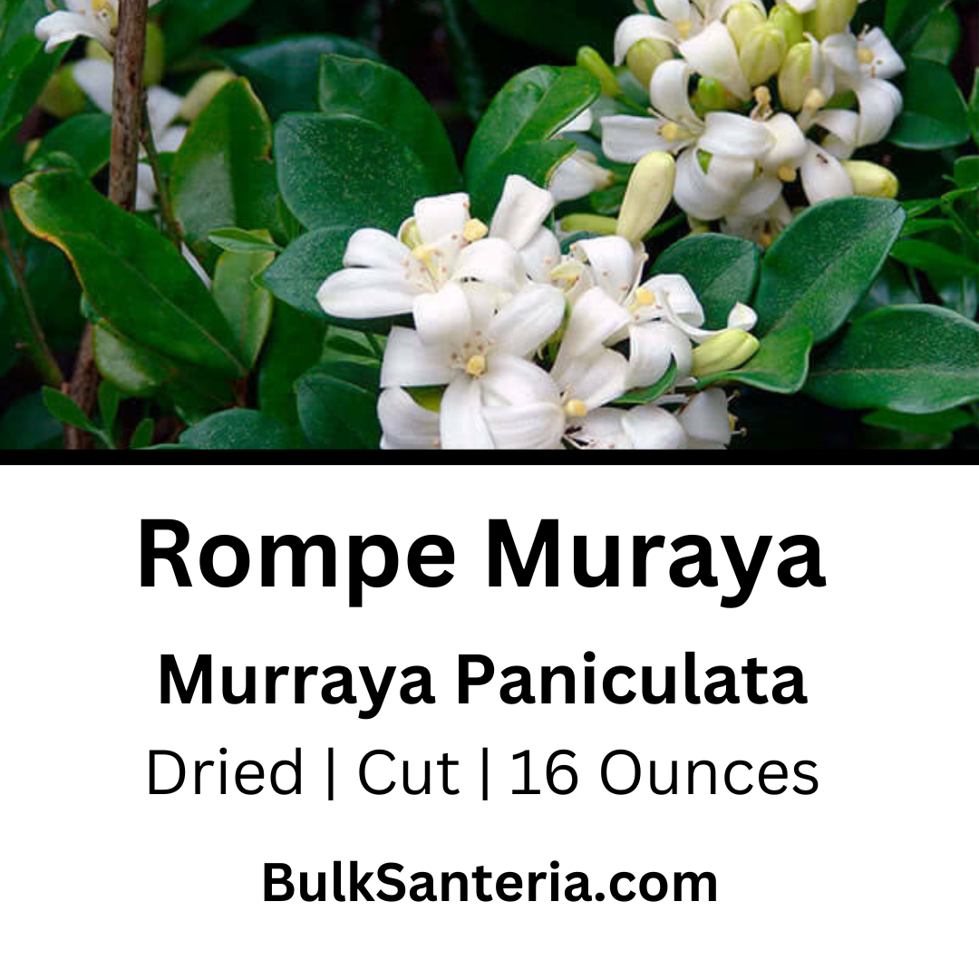 Rompe Muraya | Murraya Paniculata