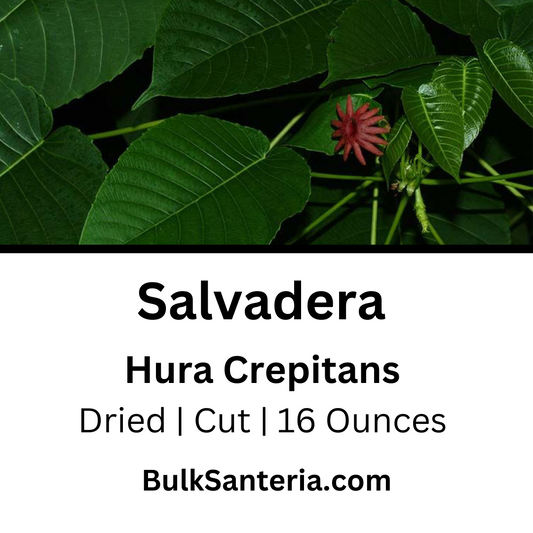 Salvadera | Hura Crepitans