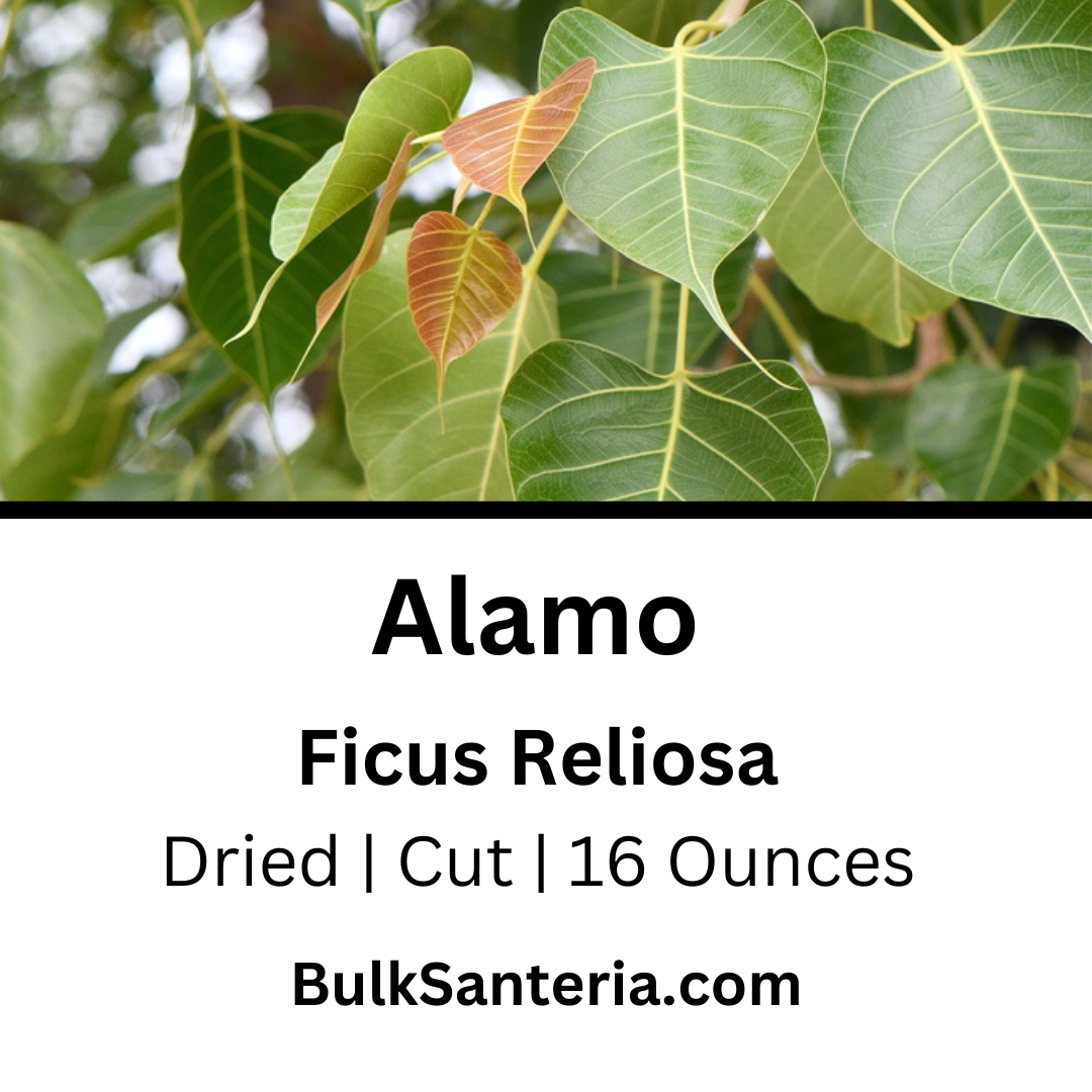 Alamo | Ficus Religiosa