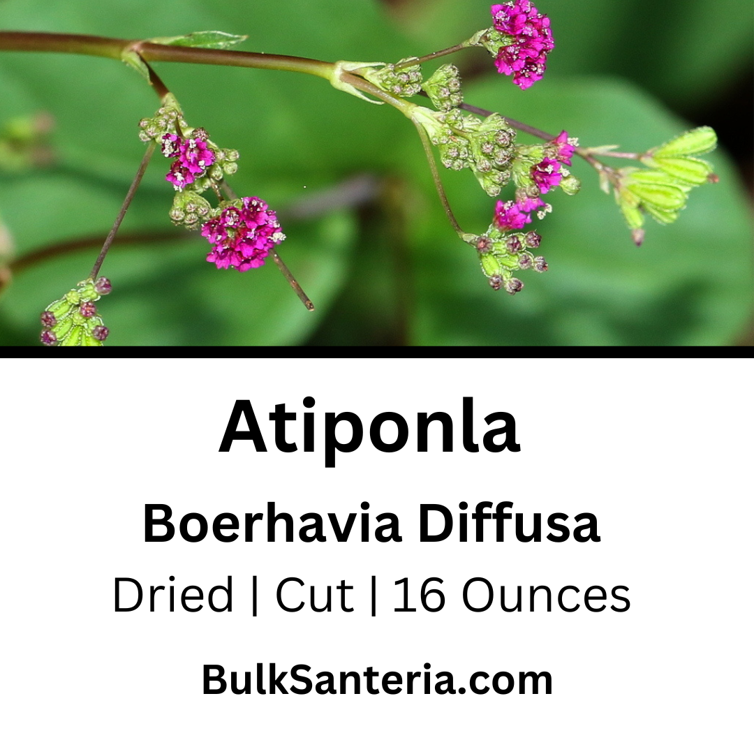 Atiponla | Boerhavia Diffusa