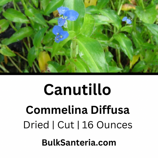 Canutillo | Commelina Diffusa