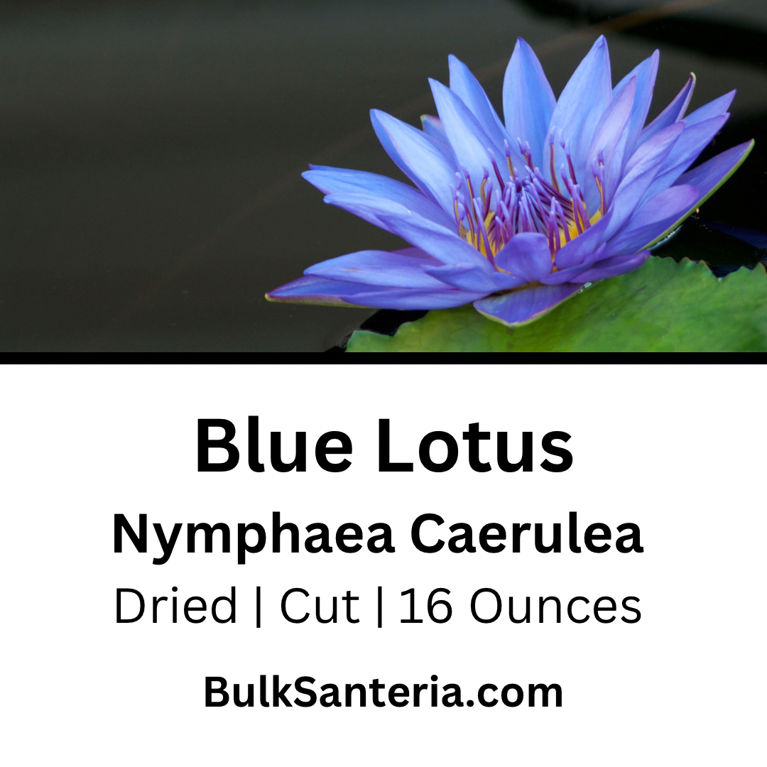 Blue Lotus | Nymphaea Caerulea