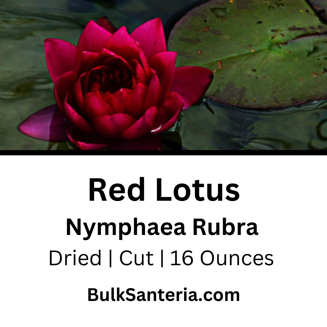 Red Lotus | Nymphaea Rubra