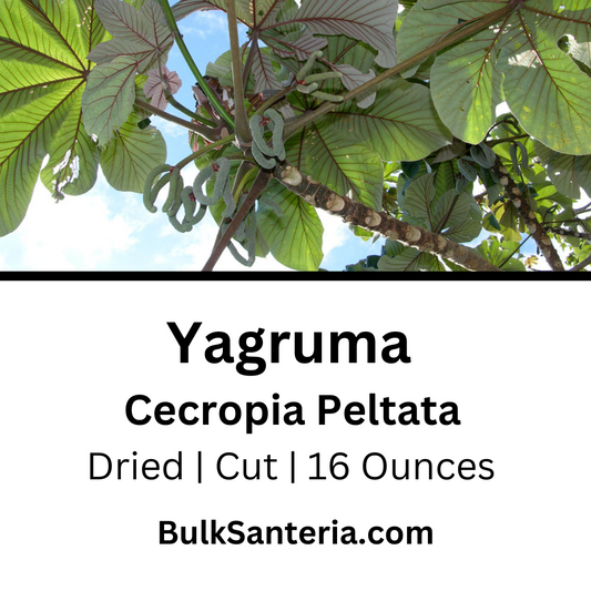 Yagruma | Cecropia Peltata