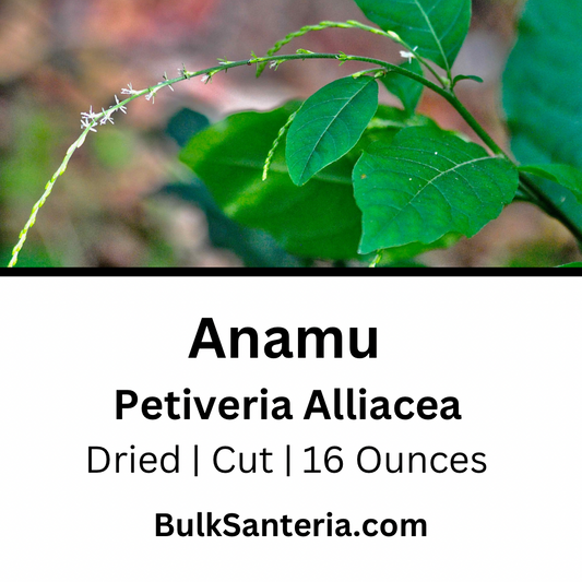 Anamu | Petiveria Alliacea