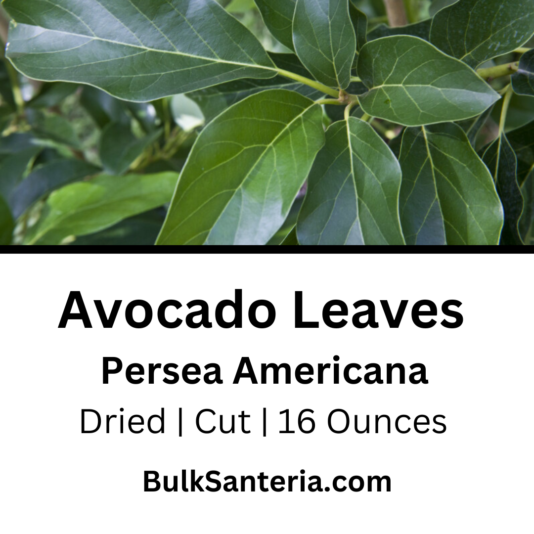 Aguacate | Avocado Leaves | Persea Americana