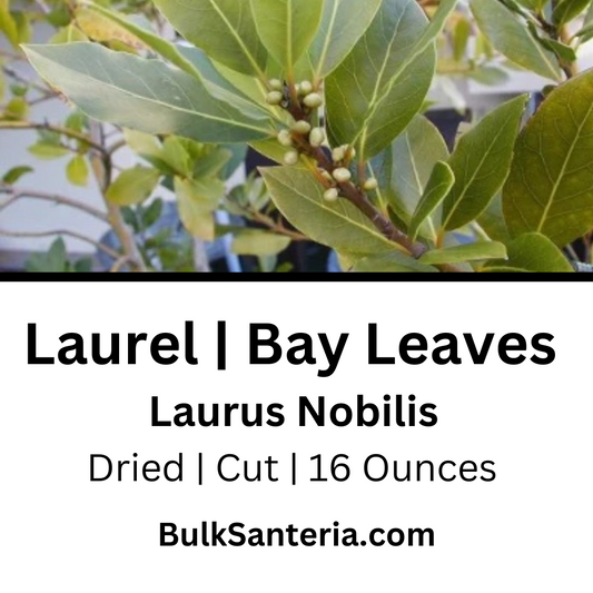 Laurel | Bay Leaves | Lauris Nobilis