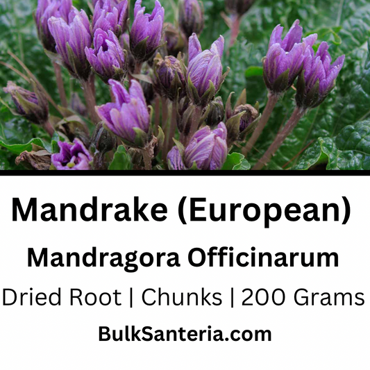 Mandrake (European) | Mandragora Officinarum