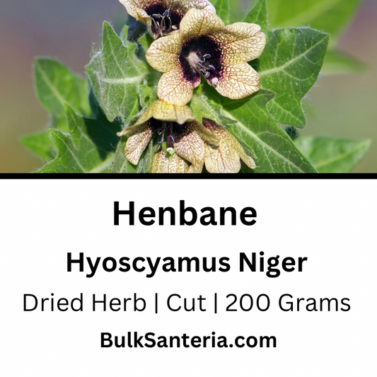 Henbane | Hyoscyamus Niger