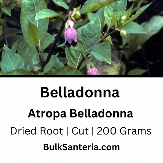 Belladonna | Atropa Belladonna