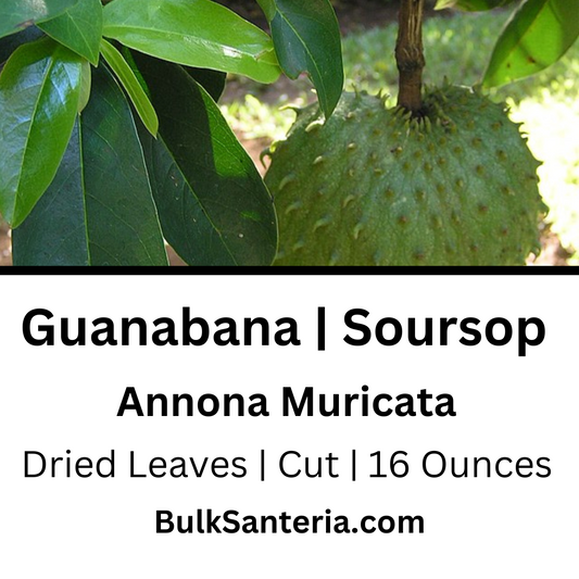 Guanabana | Soursop Leaves | Annona Muricata