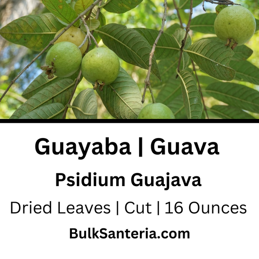 Guayaba | Guava Leaves | Psidium Guajava