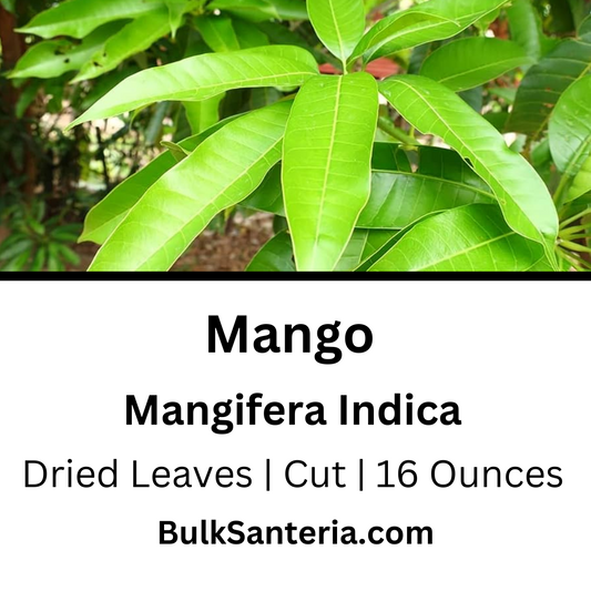 Mango Leaves | Mangifera Indica