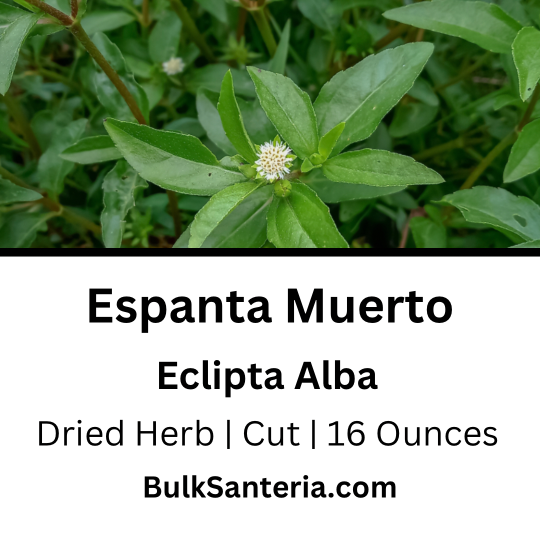 Espanta Muerto | Eclipta Alba